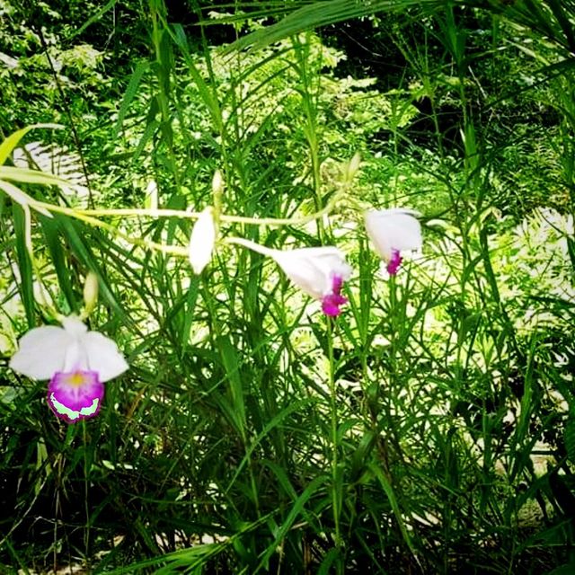 The Windsor Nature Park In Singapore