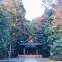 【日本 京都】木嶋神社 超稀有三柱鳥居！！