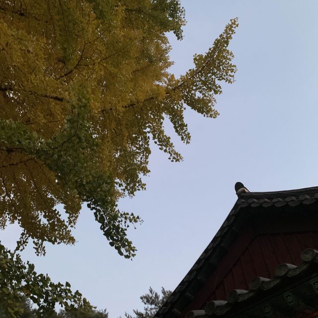 서울 근교에서 가을을 즐길 수 있는 곳 화성 용주사 