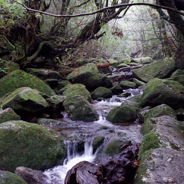 もののけ姫の舞台　苔むす森へ
