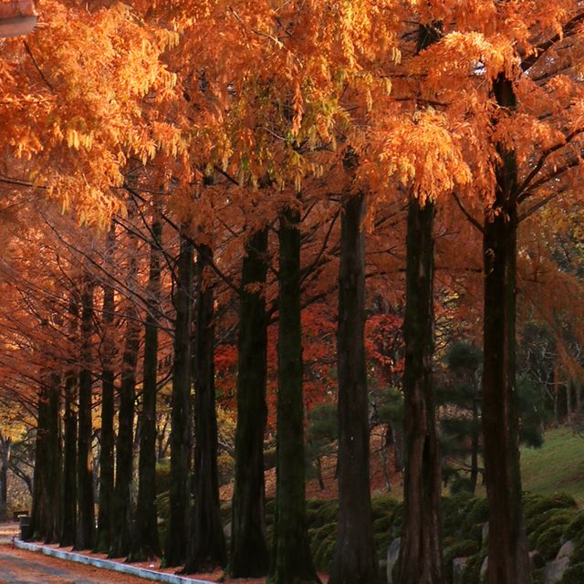 가을을 만끽하는 계명대학교 캠퍼스의 낭만🍂