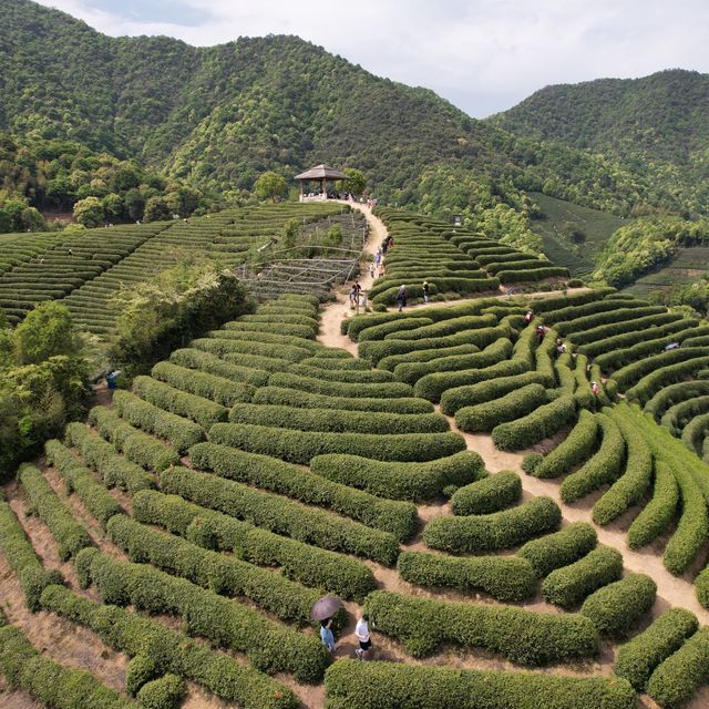 Tea time, baby | Hangzhou 