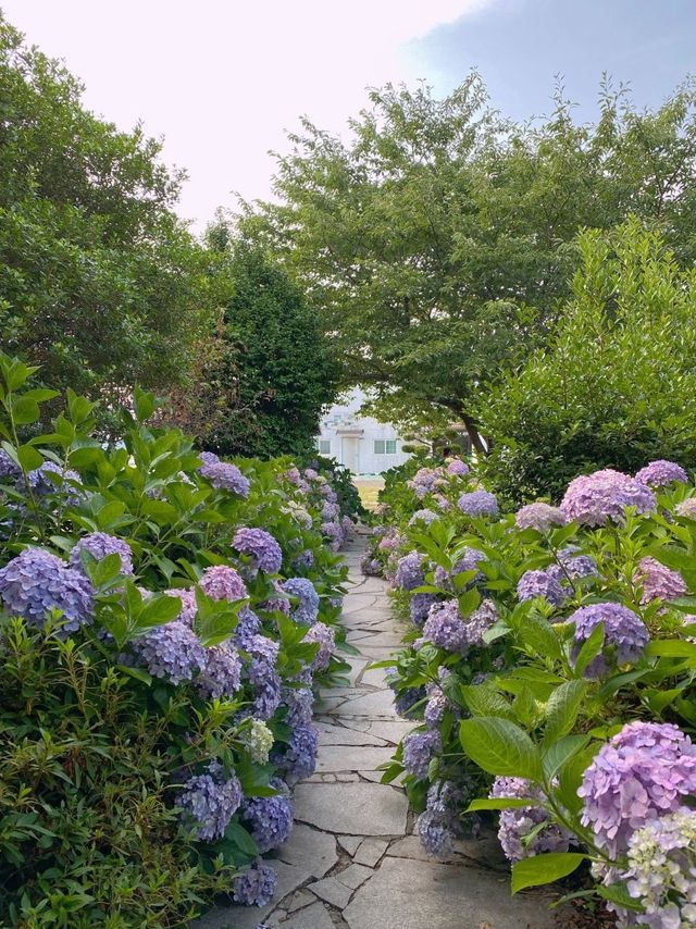 마산의 숨겨진 수국 핫플 🌷 