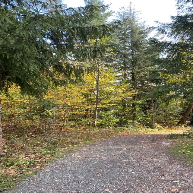Autumn Hues in Taunus 🥰