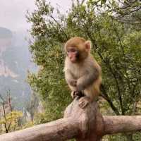 Zhangjiajie National Forest Park
