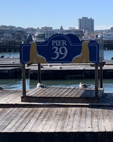 물개들의 성지, 샌프란시스코 Pier 39