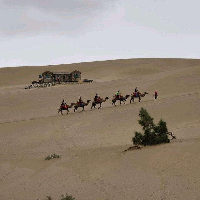 Camel ride in the desert