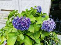 The beautiful colorful flowers of Xiputuo