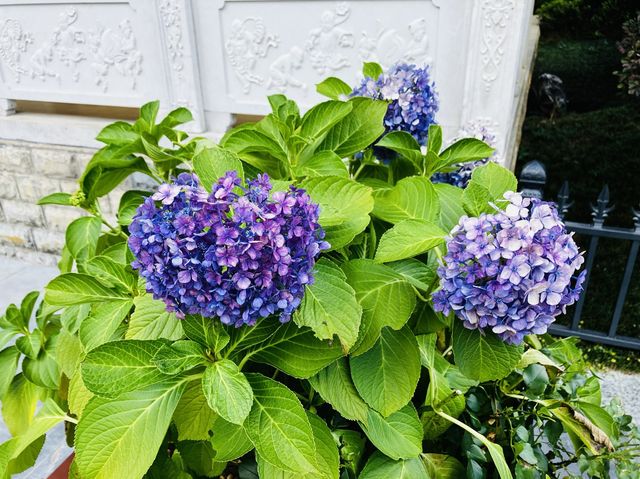 The beautiful colorful flowers of Xiputuo