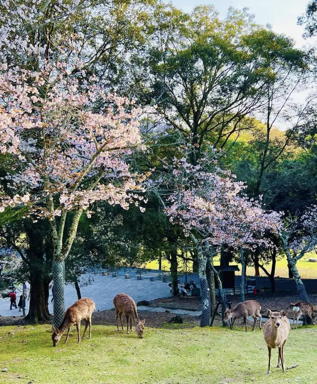 Don't miss Nara Park in spring, where people, deer, and cherry blossoms come together!