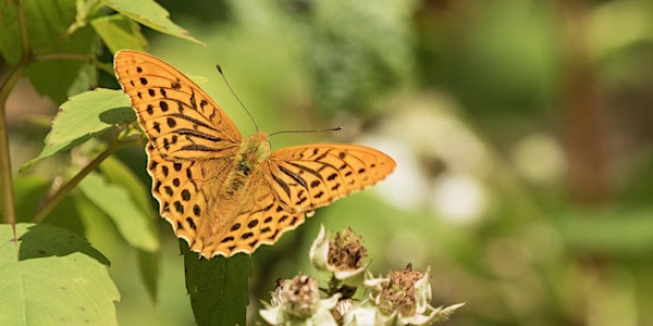 `Summer Butterfly Walk | Wheatfen Nature Reserve