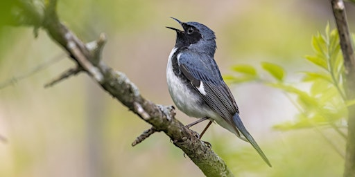 The Harmony of Bird Song | Heritage Park Nature Center