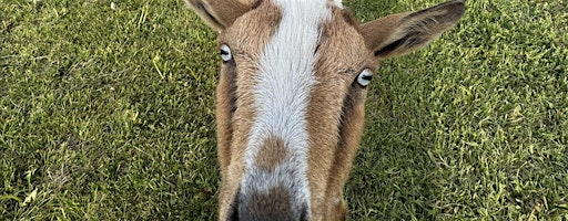 GOGA in the Magical Meadow: Goat Yoga with a Playful Twist ✨ | 2850 Old Vernon Rd