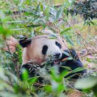 CUDDLY GIANT PANDAS 