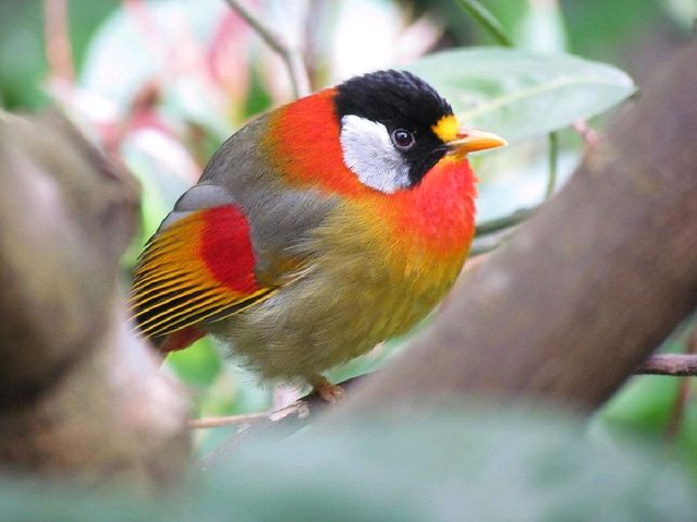 Edward Youde Aviary. 