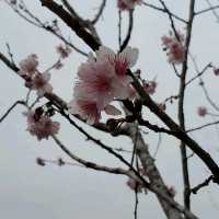 馬鞍山 - 富士櫻🌸