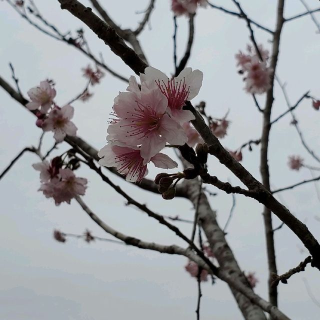 馬鞍山 - 富士櫻🌸