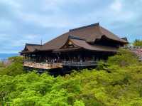 京都　KYOTO SAKURAめぐり❗️まさに、いとをかし清水寺の桜に大満足❗️