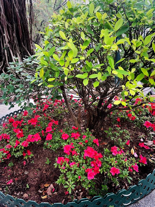 🌺🌼德華公園悠閑觀花🌴🌿