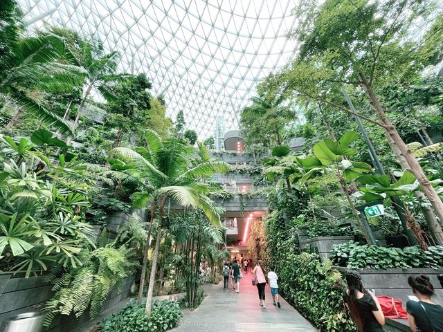 Forest garden trail within Jewel Changi