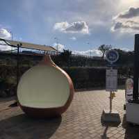 【淡路島】こんなところにおっ玉葱！？🧅