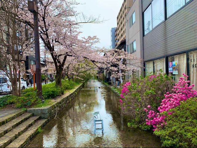 京都　KYOTO SAKURA桜めぐり❗️高瀬川沿いの桜に感動❗️
