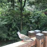 近距離觀賞雀鳥