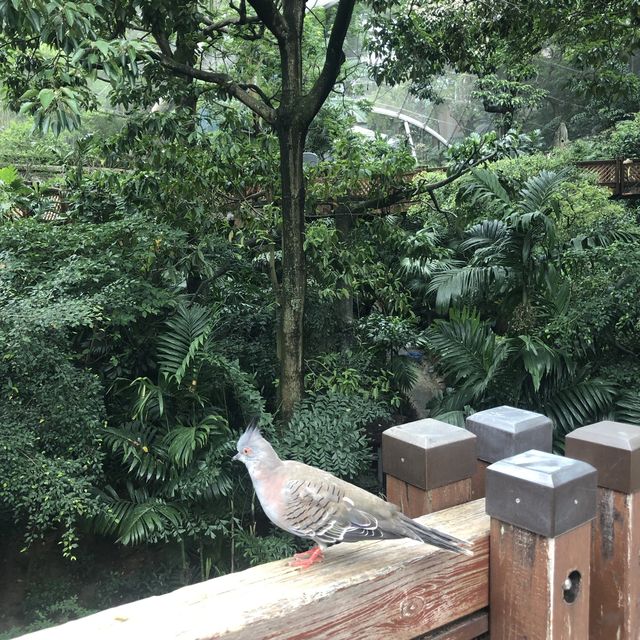 近距離觀賞雀鳥