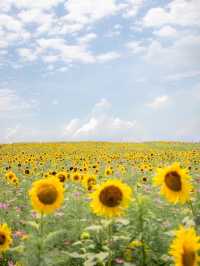🌹라비앙로즈 꽃구경 : 해바라기 천국 안성팜랜드! 🌻