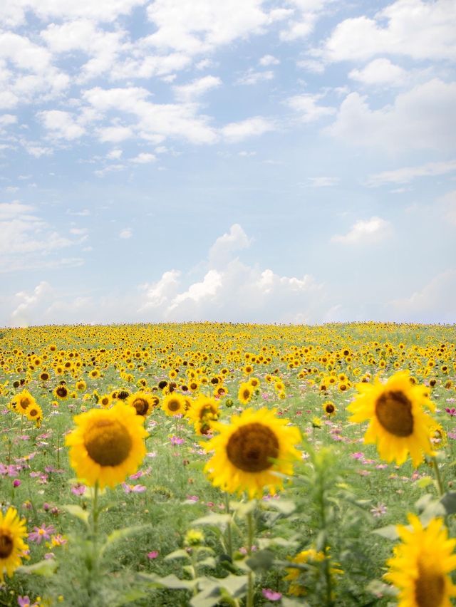 🌹라비앙로즈 꽃구경 : 해바라기 천국 안성팜랜드! 🌻
