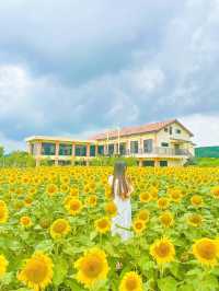 아직도 해바라기 못본 사람 없죠? 경주 해바라기 카페!