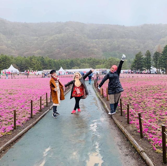  Fuji Shibazakura Festival 