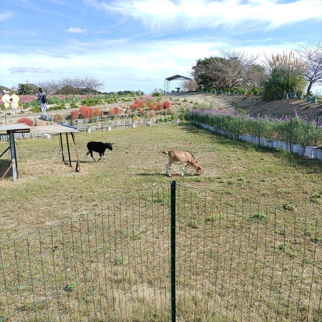 愛知県！花畑が素晴らしい花ひろば