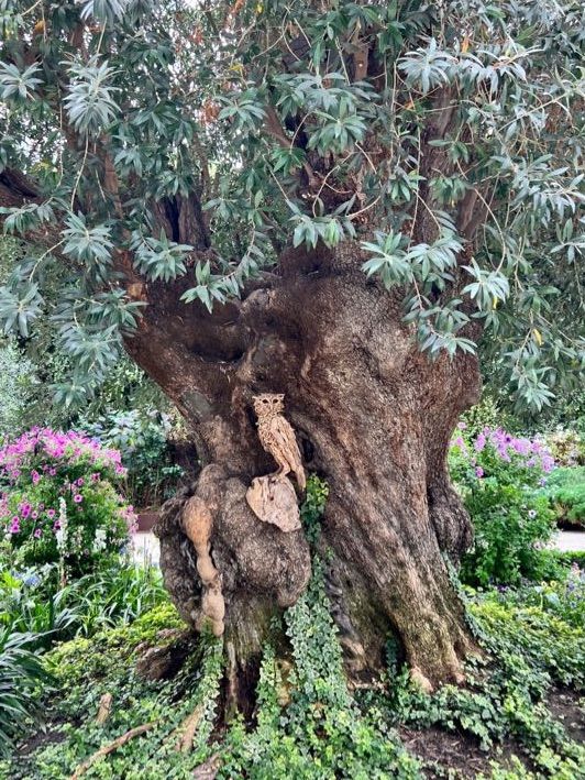Admiring Nature’s Beauty inside Flower Dome