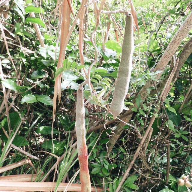 秋高氣爽，港島行山樂！