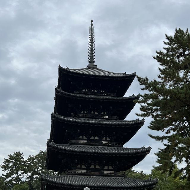 日本奈良公園｜真的好多🦌鹿，一旁的烤地瓜攤販很好吃😍