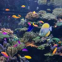 S.E.A. Aquarium - Sentosa, Singapore