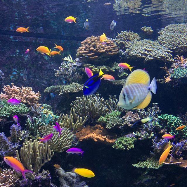 S.E.A. Aquarium - Sentosa, Singapore