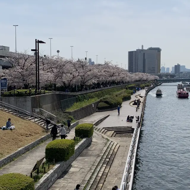 【桜の名所】隅田公園