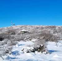 환상적인 설경, 제주 1100고지를 아시나요?