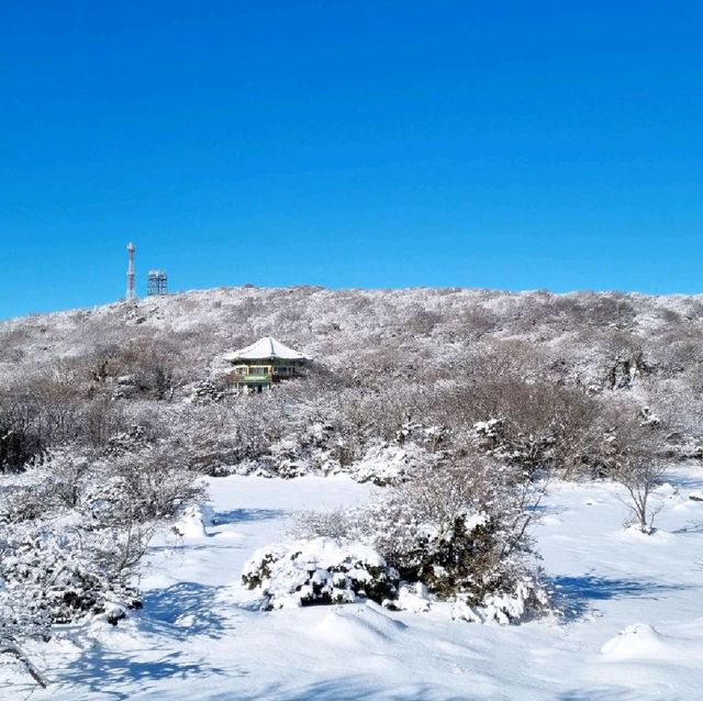 환상적인 설경, 제주 1100고지를 아시나요?