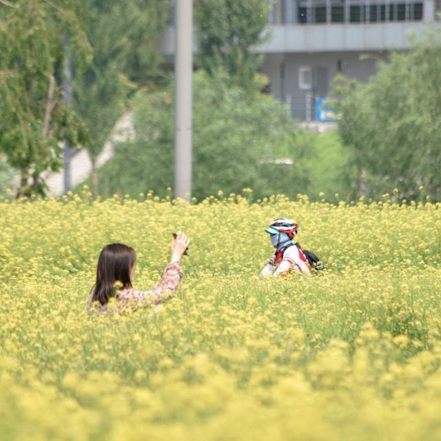 서울 유채꽃 명소, 서래섬