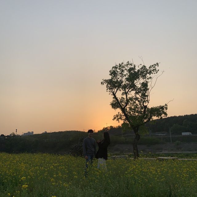 [대구] 또 다른 느낌의 유채꽃밭🌼 ”하중도”