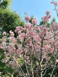 🌸城門谷公園賞櫻攻略🌸