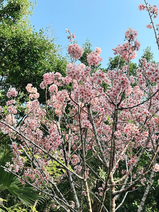 🌸城門谷公園賞櫻攻略🌸