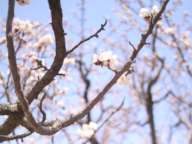 🌺서울에서 홍매화가 제일 예쁜 궁, 창덕궁🌺