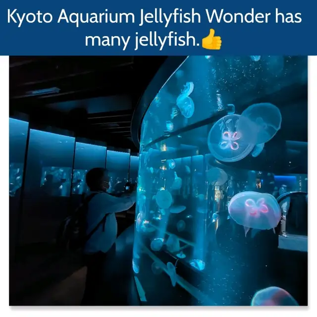 【京都】京都水族館の人気ゾーン✨✨✨オバチャンもたのしみにしてたわ✨