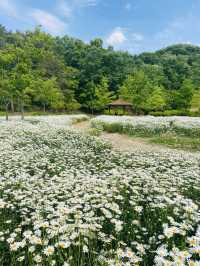 계란후라이꽃 샤스타데이지 천국🌼🤍