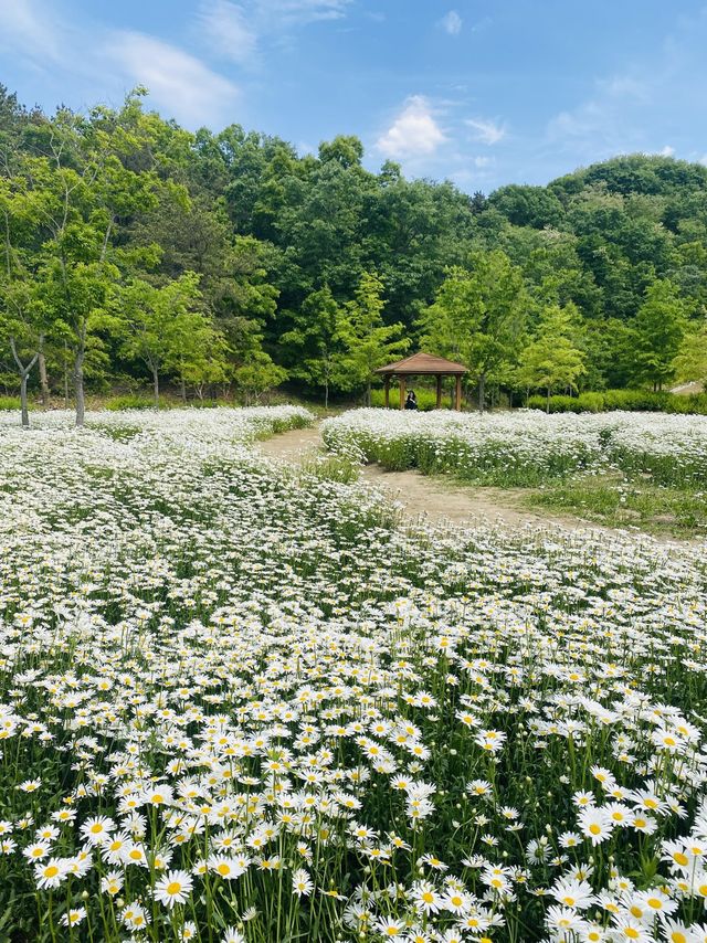 계란후라이꽃 샤스타데이지 천국🌼🤍