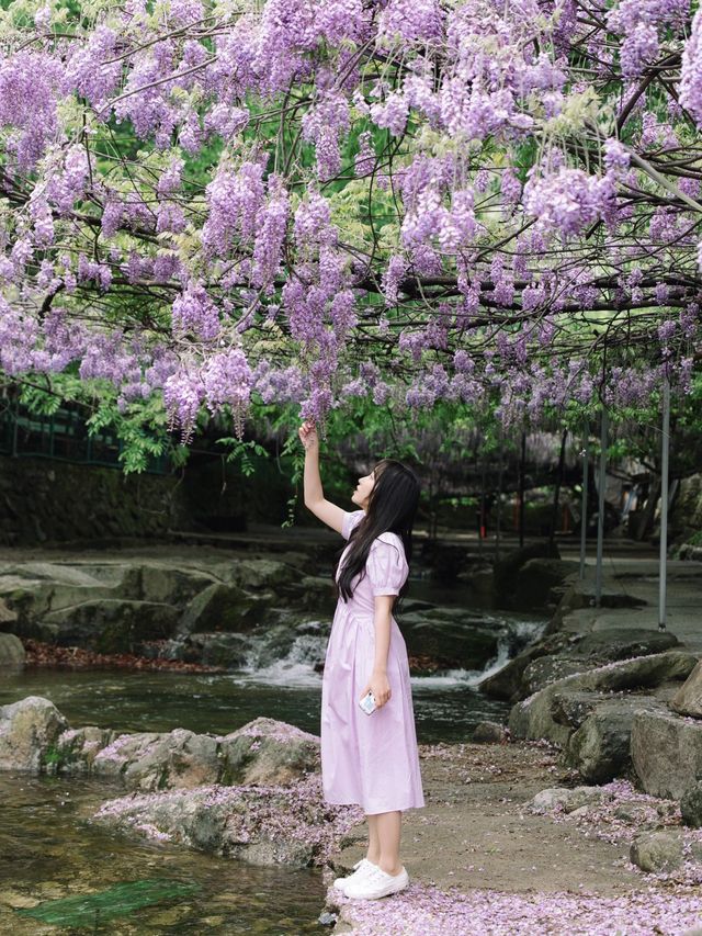 공주 등나무 맛집으로 유명한 동학사💜